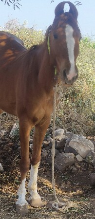 ઘોડી વેચવાની છે