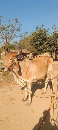 1એક વાવણી ગોટલો છે