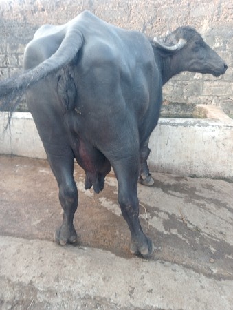 થંબનેલ 2