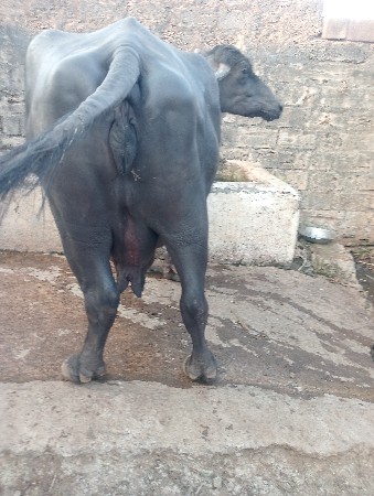 આ ભેંસ વેચવાની છે