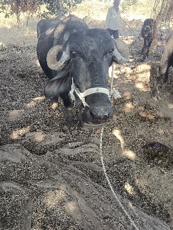 थंबनेल 2