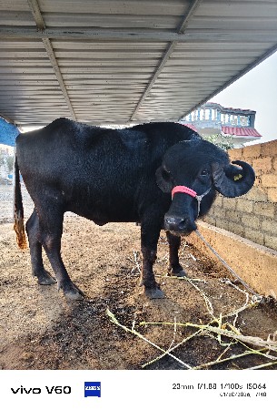 थंबनेल 3