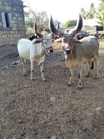 ગોઢલા વેચવાના છે