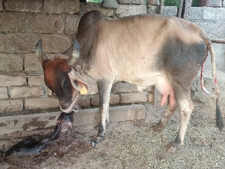 ગાય વેચવાની છે