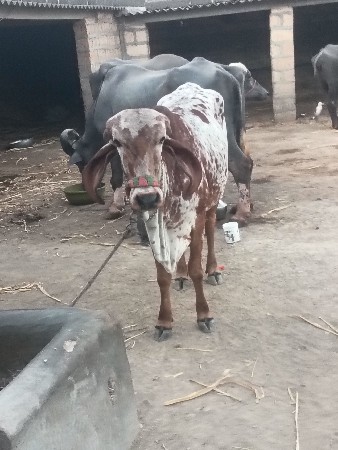 ગાય વેચવાની છે