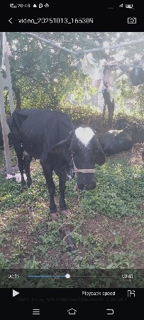 ગીર ક્રોસ ગાય