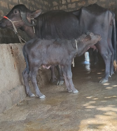 थंबनेल 4