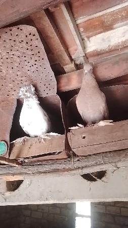 કબૂતર વેચવાના છે