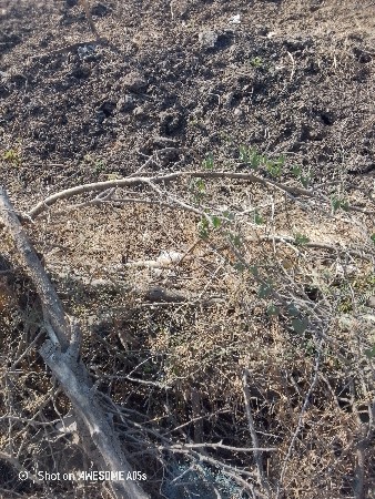 છાણીયું ખાતર  પોચ કરી આપશુ