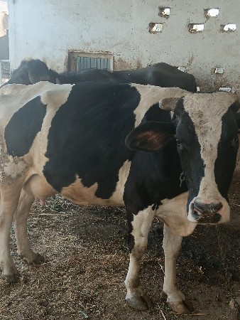 ગાય વેચવાની છે 9924619809