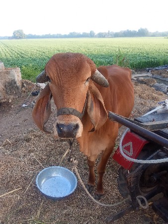 ગીર ગાય વેચવાની છે.   દોવા દેશે