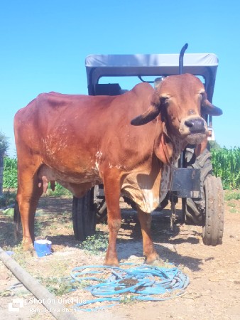 ગાય વેશવાનિછે