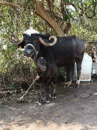 थंबनेल 3