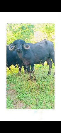 પેલા વાળા નો પાડો