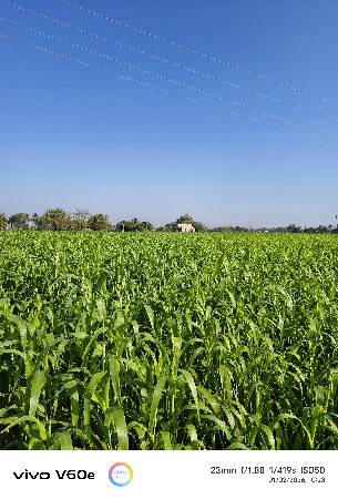 juvar 9 vigha ni che