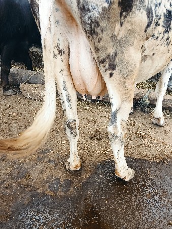 Hf ગાય વેચવાની છે