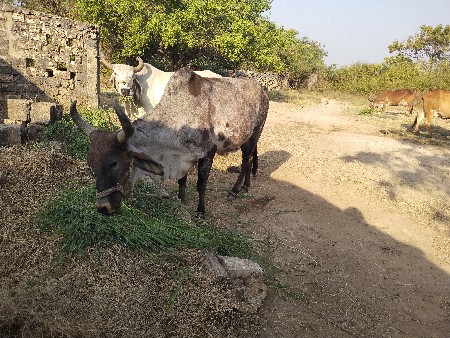 ગાય વેચવાની