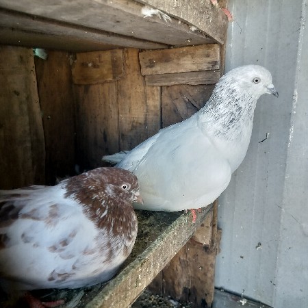 વેચવાનુ છે