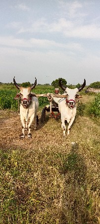 આ ગોઢલા વેચાવ છે