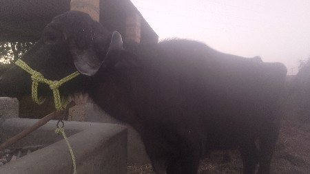 थंबनेल 3