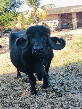 ભેંસ વેચવાની છે
