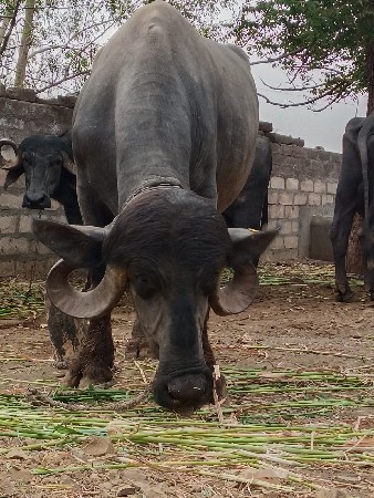 થંબનેલ 3