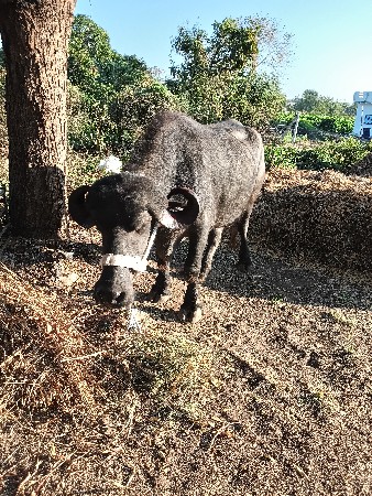 થંબનેલ 3