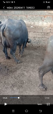 besu vesvani se badhi