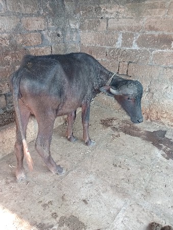 थंबनेल 2