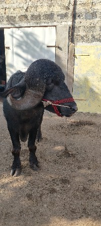 પાડો વેચવાનો છે