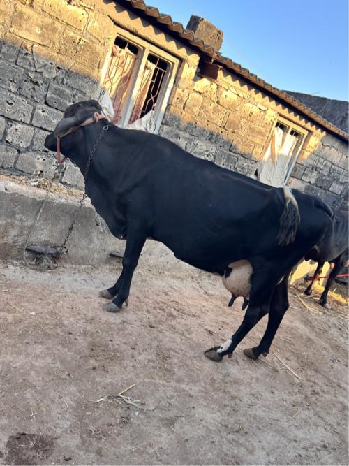 ગાય વેચવાની છે