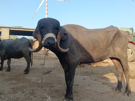 ખડેલી વેસવાની છે