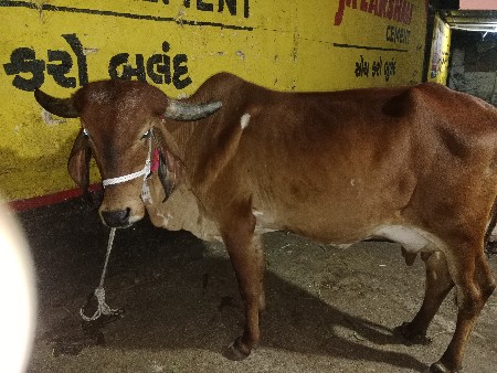 લાલ  ગીર હોડકી વેચવાની છે