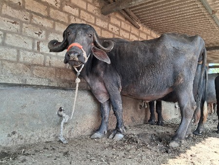 પેલા વેતર ની ભેશ  વેચવાની છે