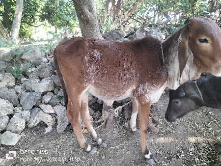 થંબનેલ 2