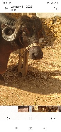 દેવભૂમિ દ્વારકા જિલ્લો તાલુકો કલ્ય