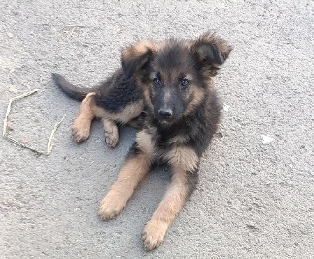 જર્મન શેફર્ડ 3 ફીમેલ