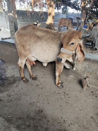 થંબનેલ 2