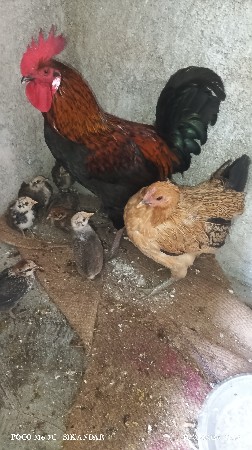 kukda vechavana chhe