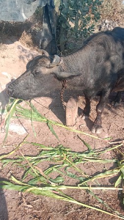 બન્ની નસલ ની ભેંસ વેચવાની છે