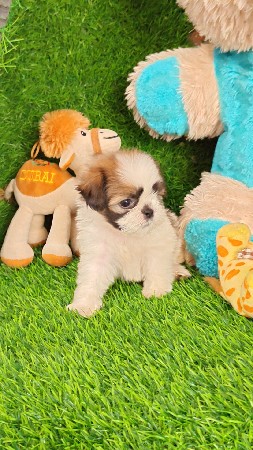 थंबनेल 2