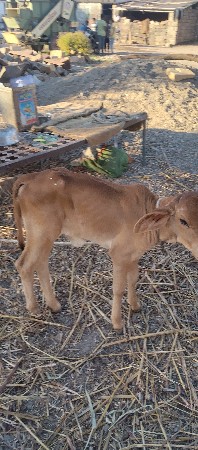 थंबनेल 3