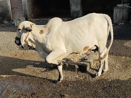 थंबनेल 2