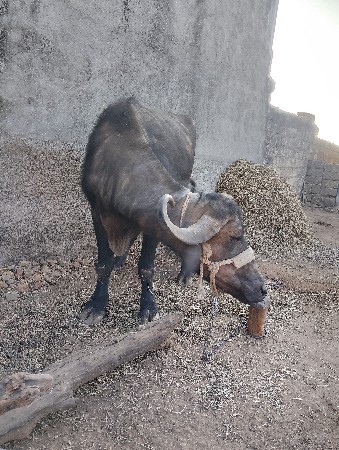 પેલુ વેતર