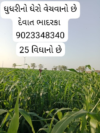 જુવાર