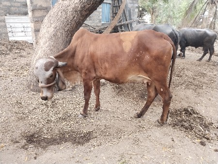 હોડકી વેચવાની છે.