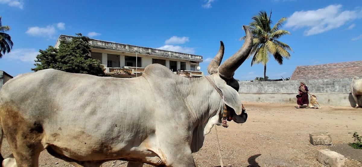 ગોધલો વેચવાનો છે