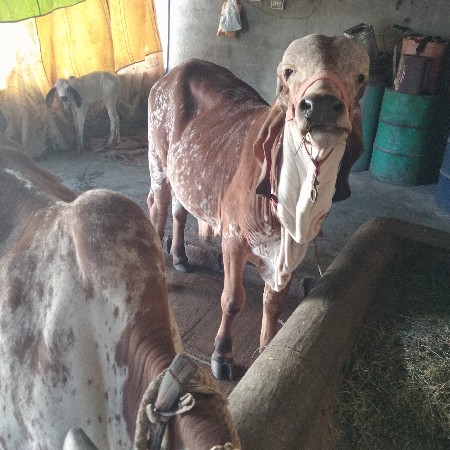 थंबनेल 3