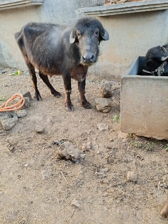 ખડેલા વેસવાના છે  3