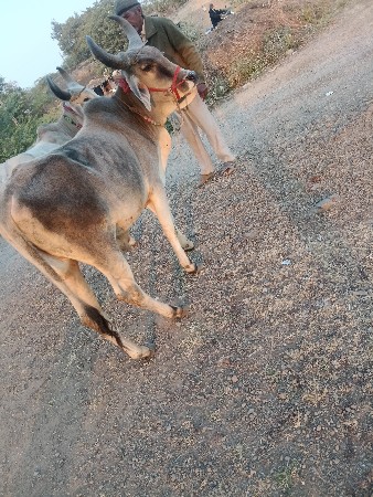 4 જાતે છે